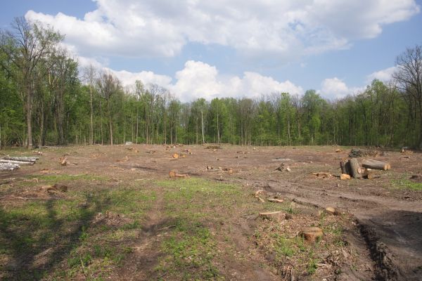 Pasture Clearing in Worcester