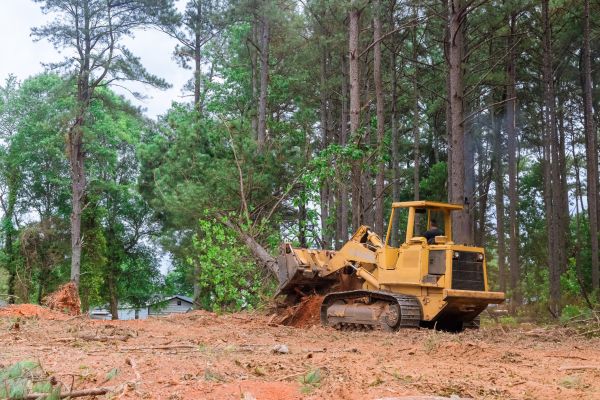 Forest Thinning in Worcester