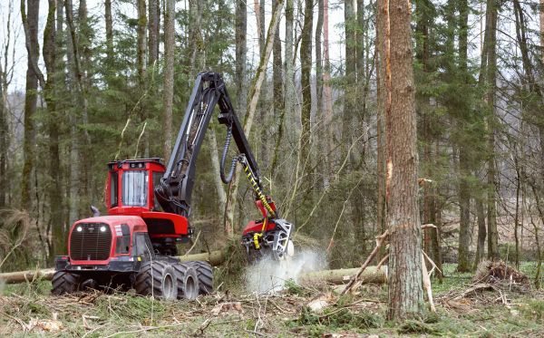 Forest Clearance Service in Worcester