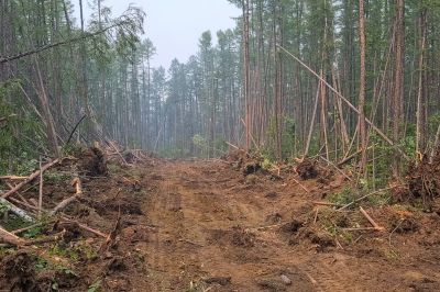 What’s Involved In Professional Land Clearing?